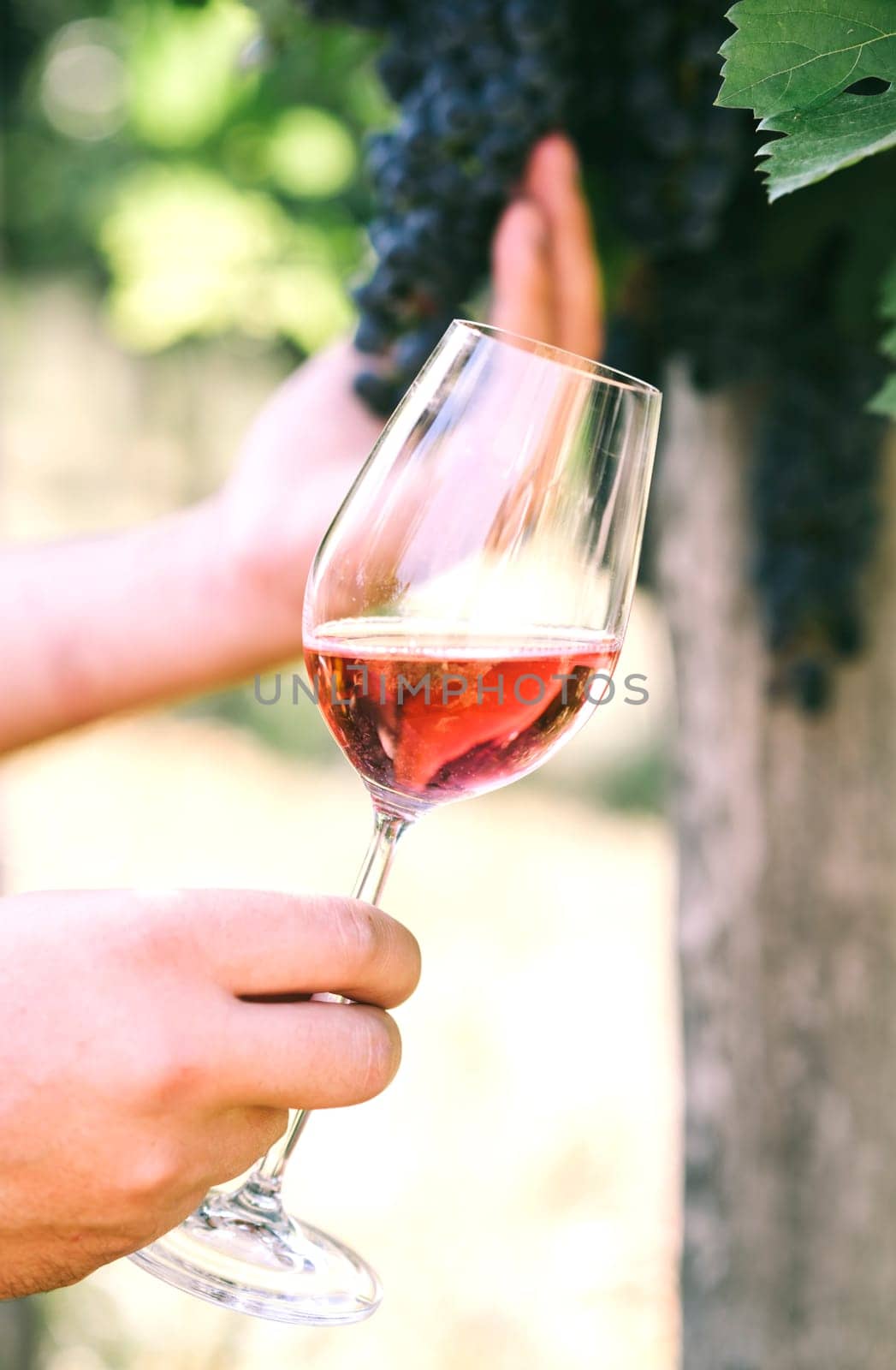 Man holding glass of red wine in vineyard field. Wine tasting in outdoor winery. Grape production and wine making concept.