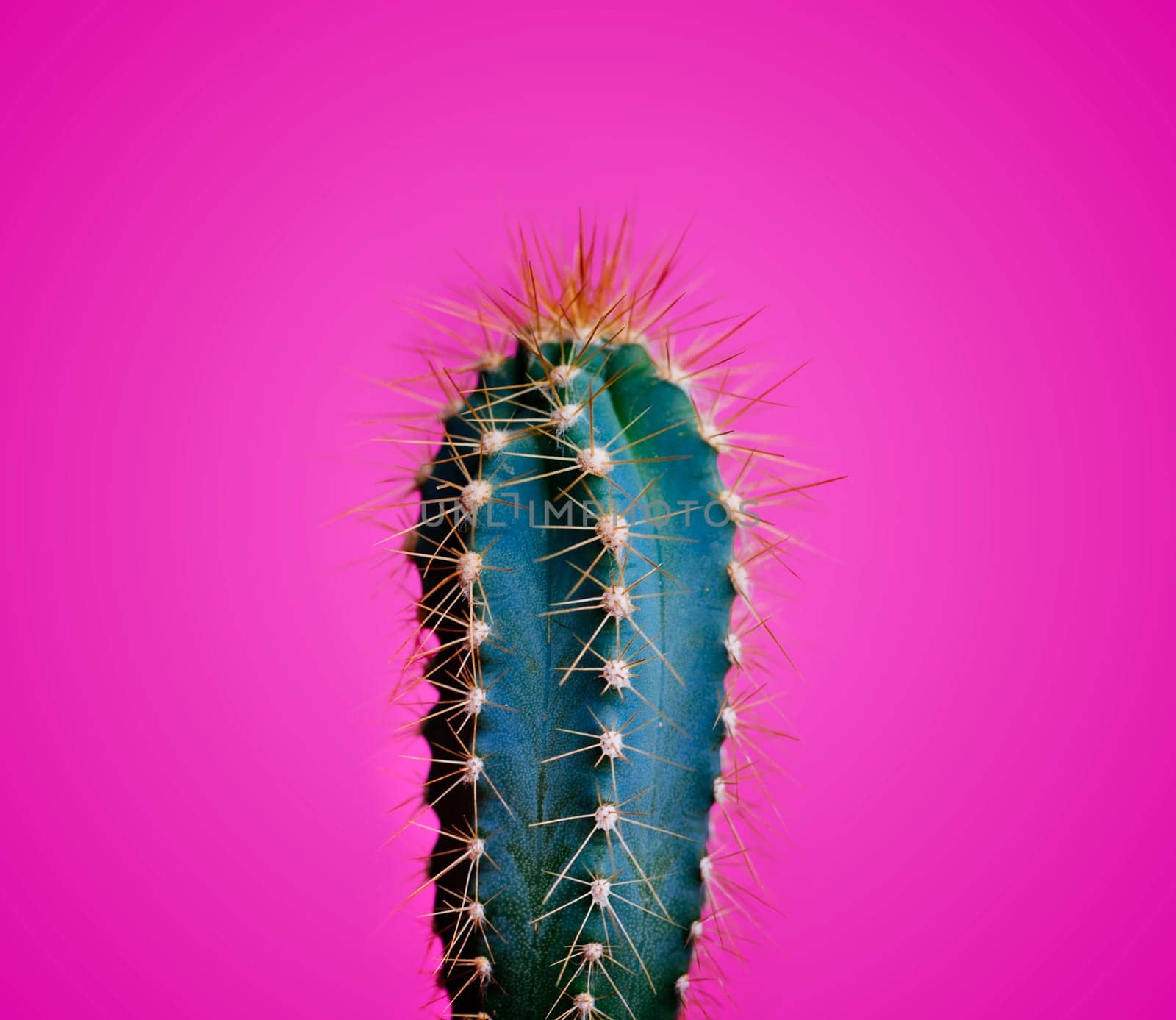 Trendy neon cactus closeup over bright pink pastel background. Colorful summer trendy creative concept. Minimal contemporary pop art. Funky succulent houseplant still life.