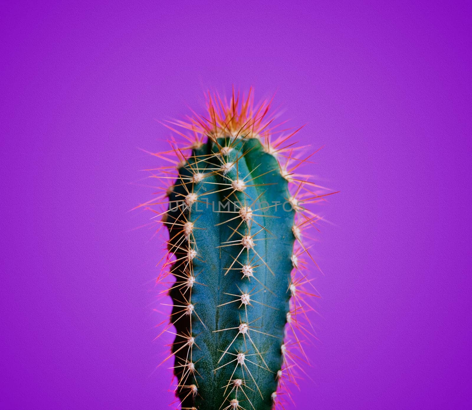 Trendy neon cactus closeup over bright purple pastel background. Colorful summer trendy creative concept. Minimal contemporary pop art. Funky succulent houseplant still life.