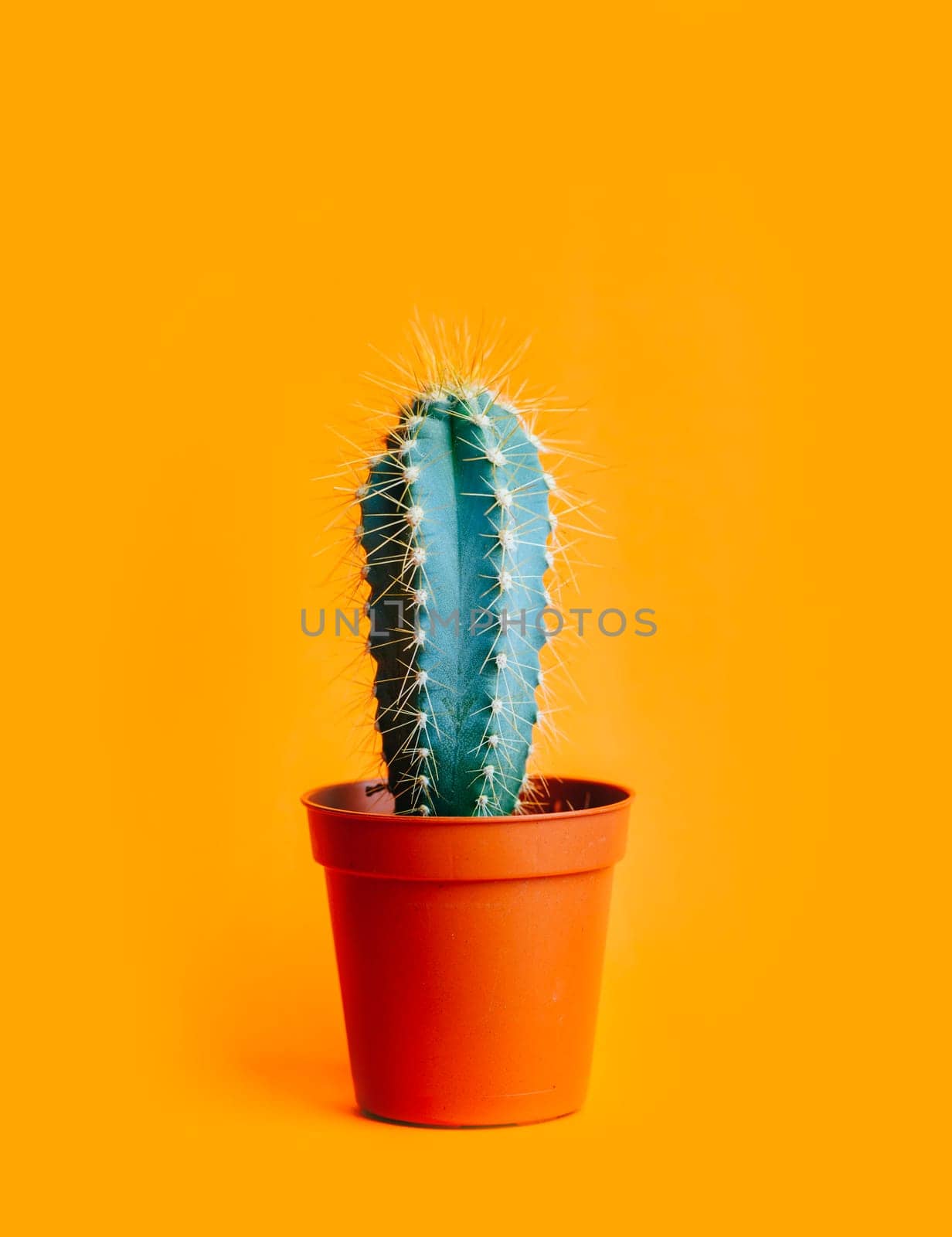 Green cactus in decor pot over bright orange pastel background. Colorful yellow summer trendy creative concept. Minimal contemporary pop art. Funky houseplant still life.