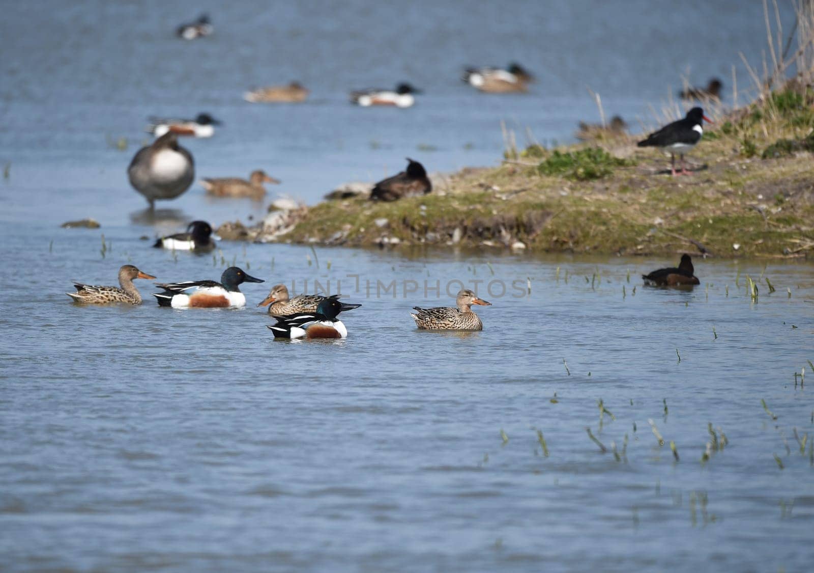 Shovelers on a lake