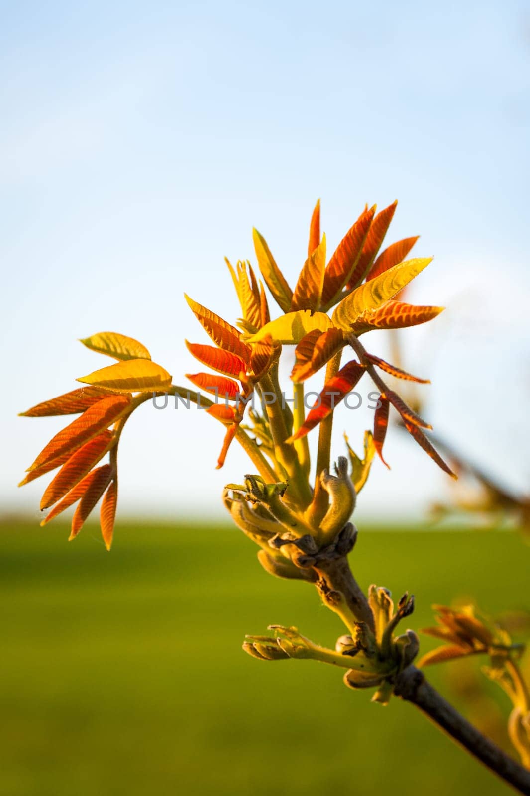 Fresh shoots and new leaves of a walnut tree.