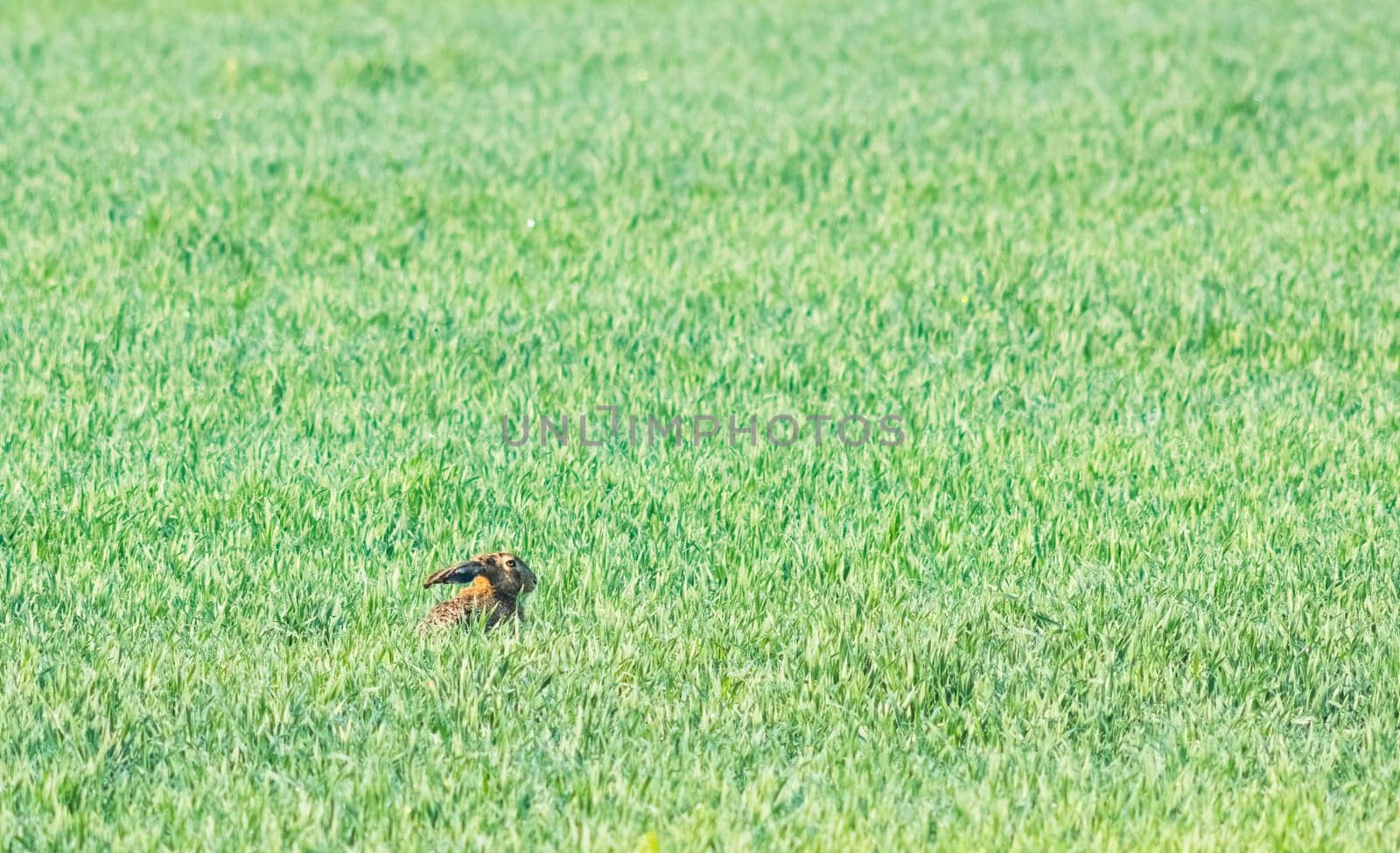 Brown hare looking on growing meadow in summer from side