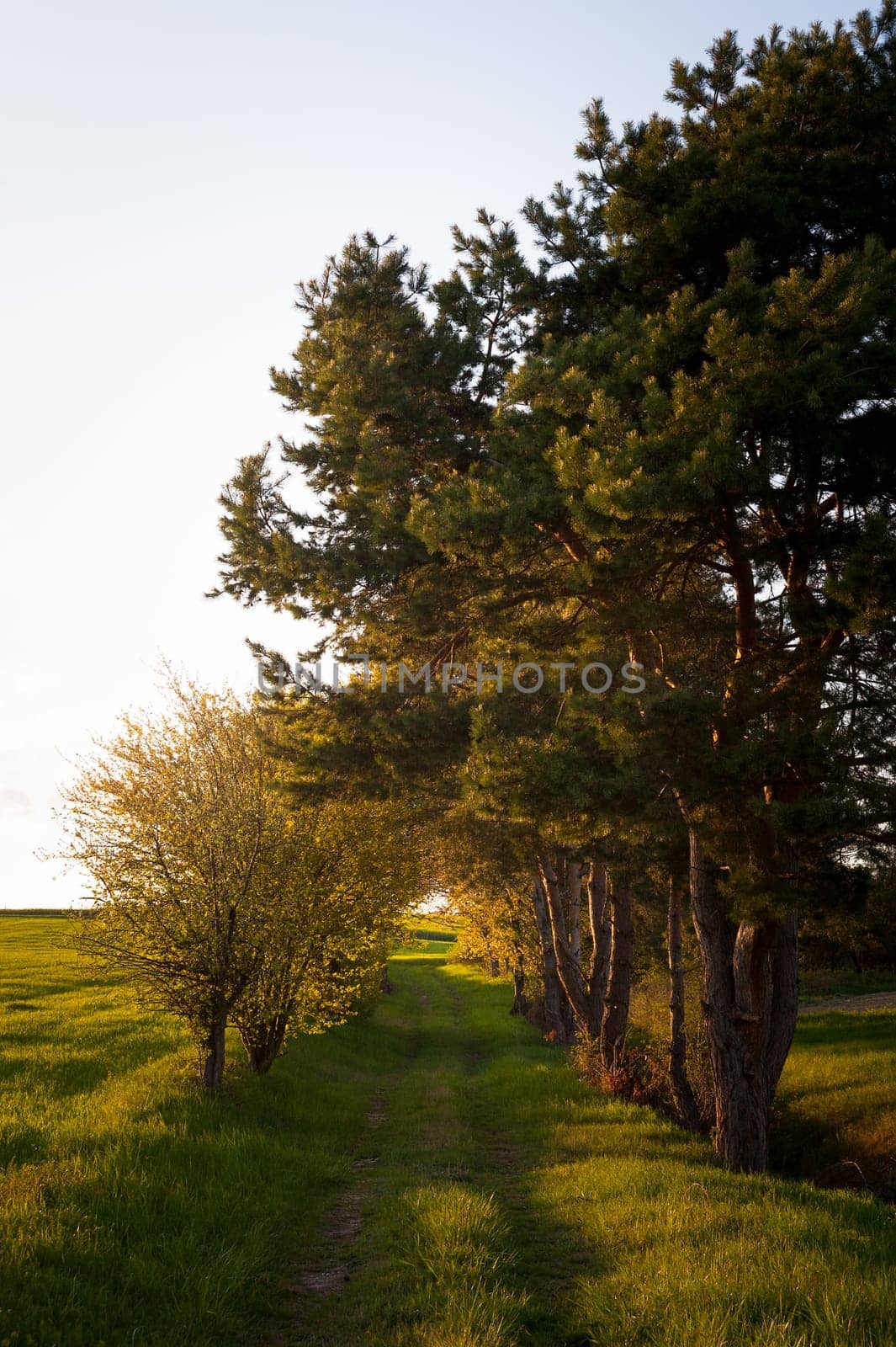 Scenic landscape of colorful green field with trees