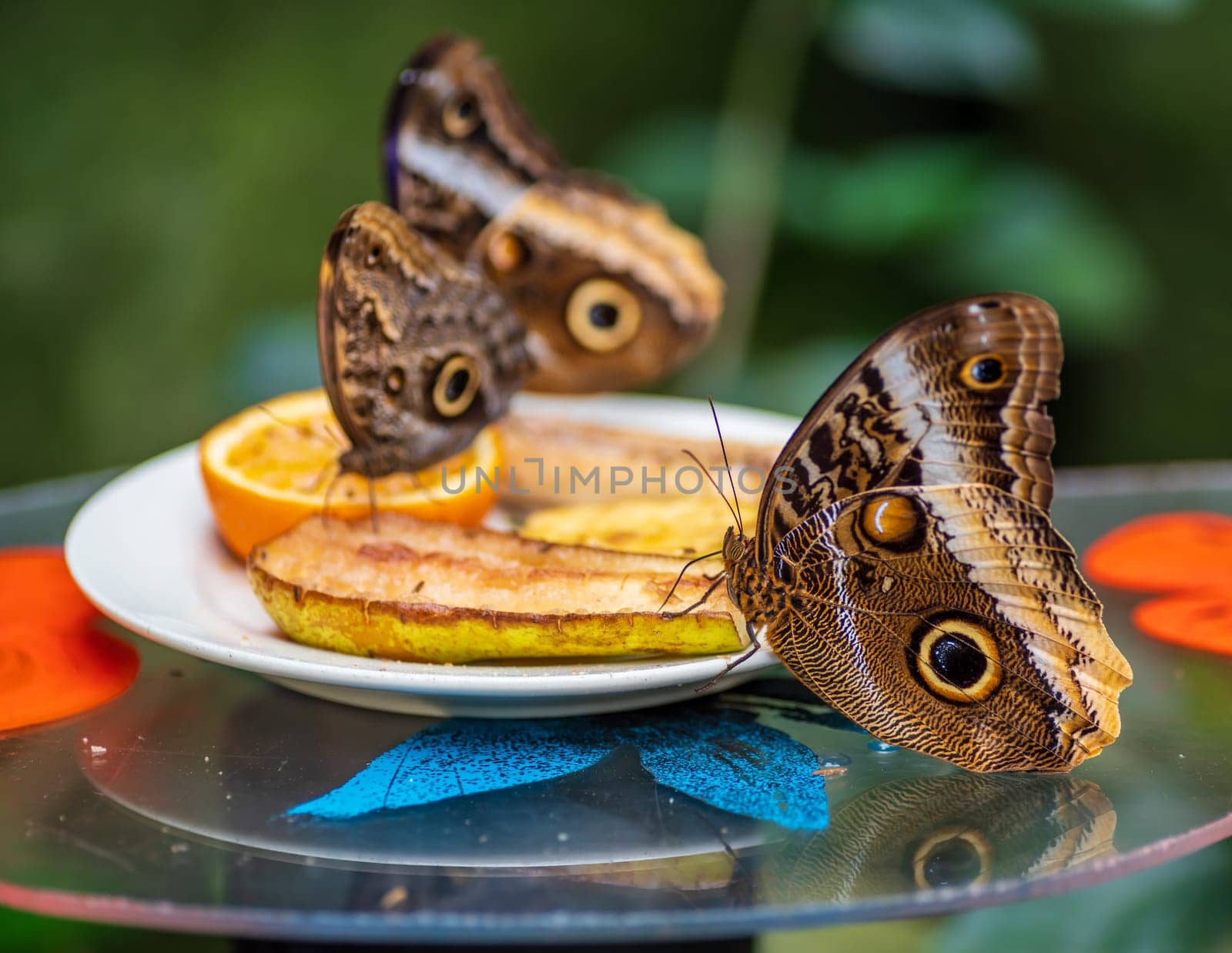 closeup of an owl butterfly (caligo species) in a zoo