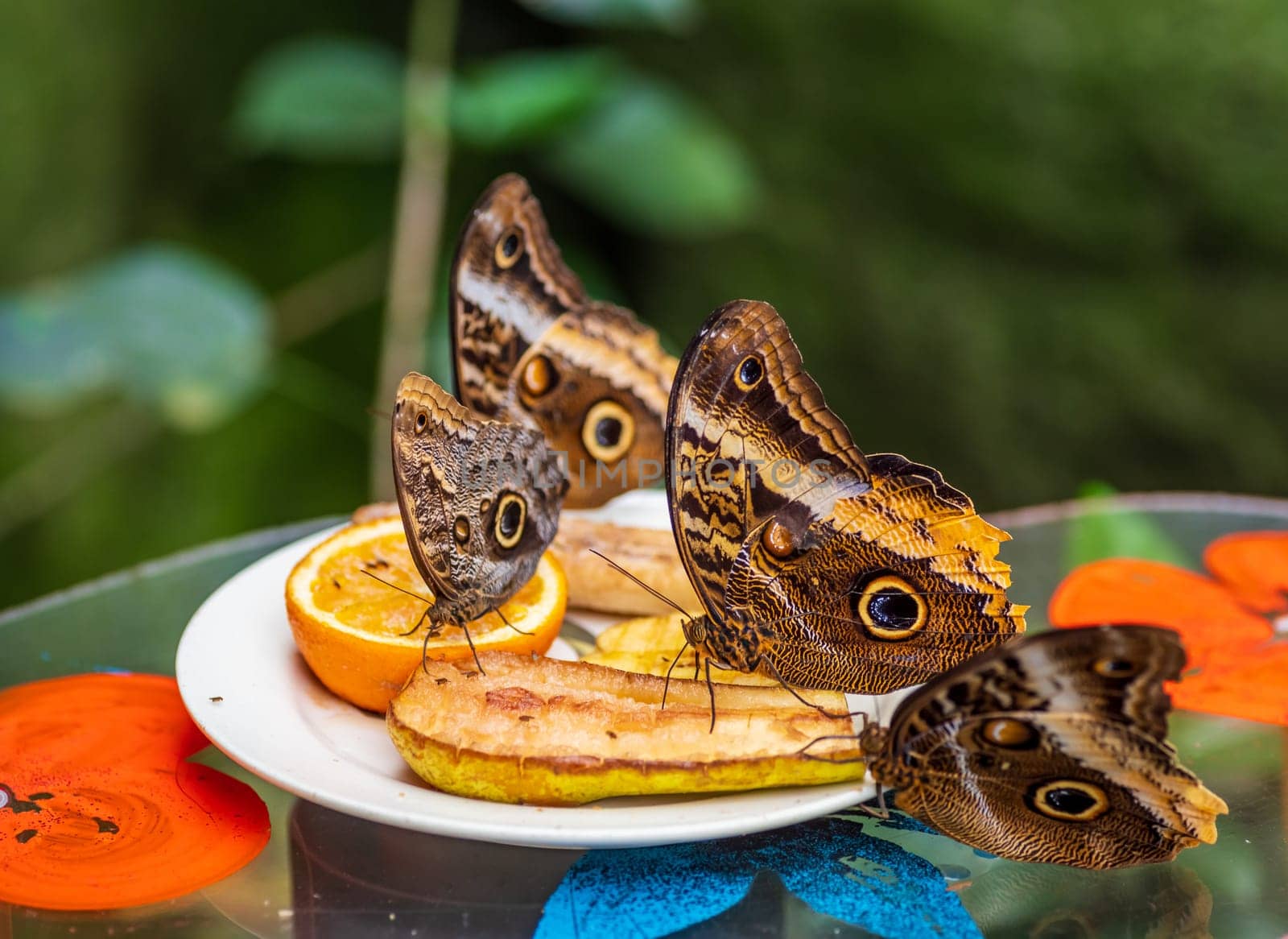 closeup of an owl butterfly (caligo species) in a zoo