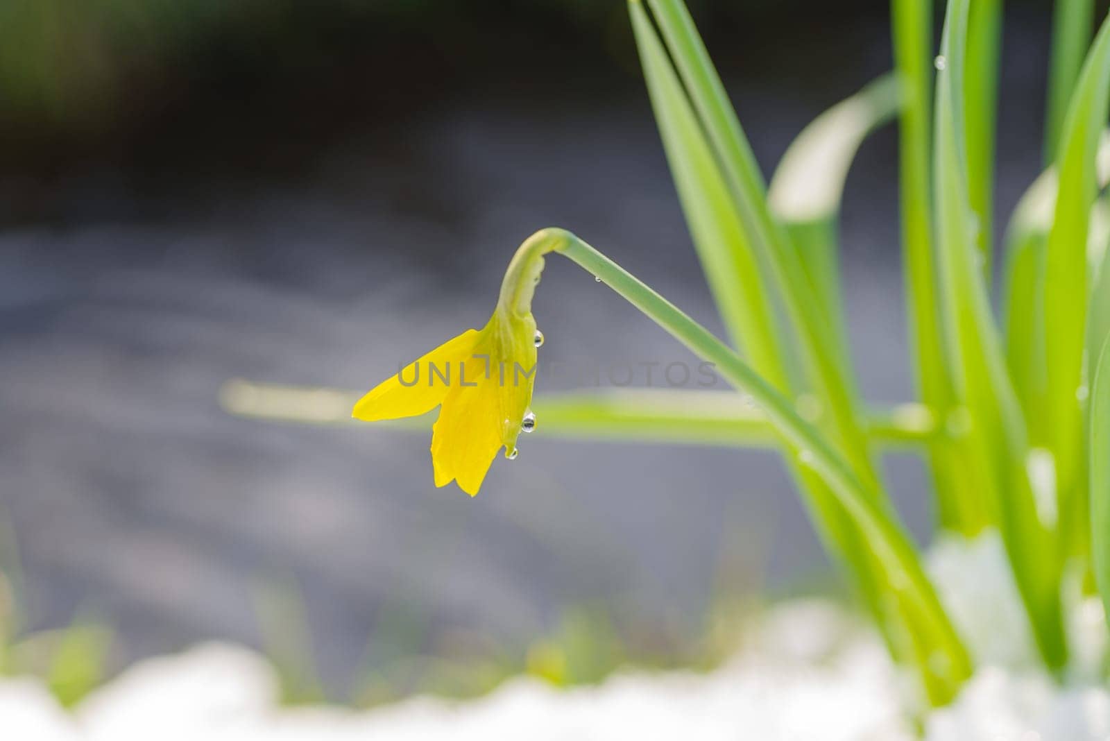 blooming yellow narcissus flowers covered with a fresh layer of snow