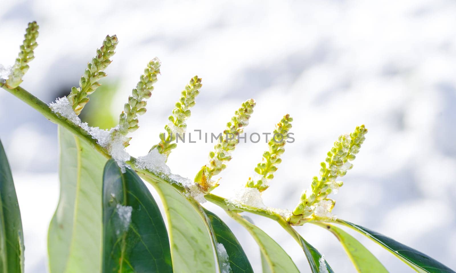green blooming plants covered with a fresh layer of snow