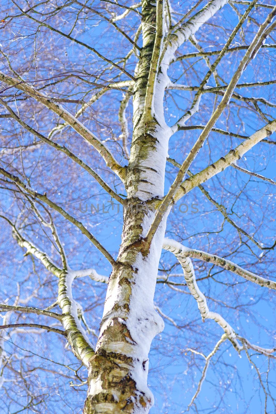 birch tree covered with a fresh layer of snow