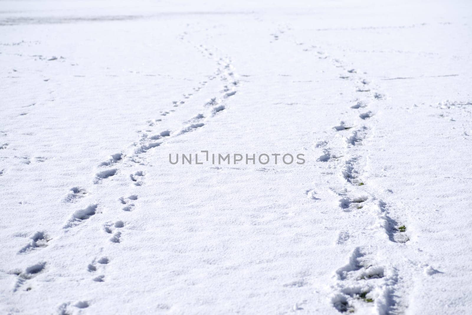 various tracks of footprints in the snow