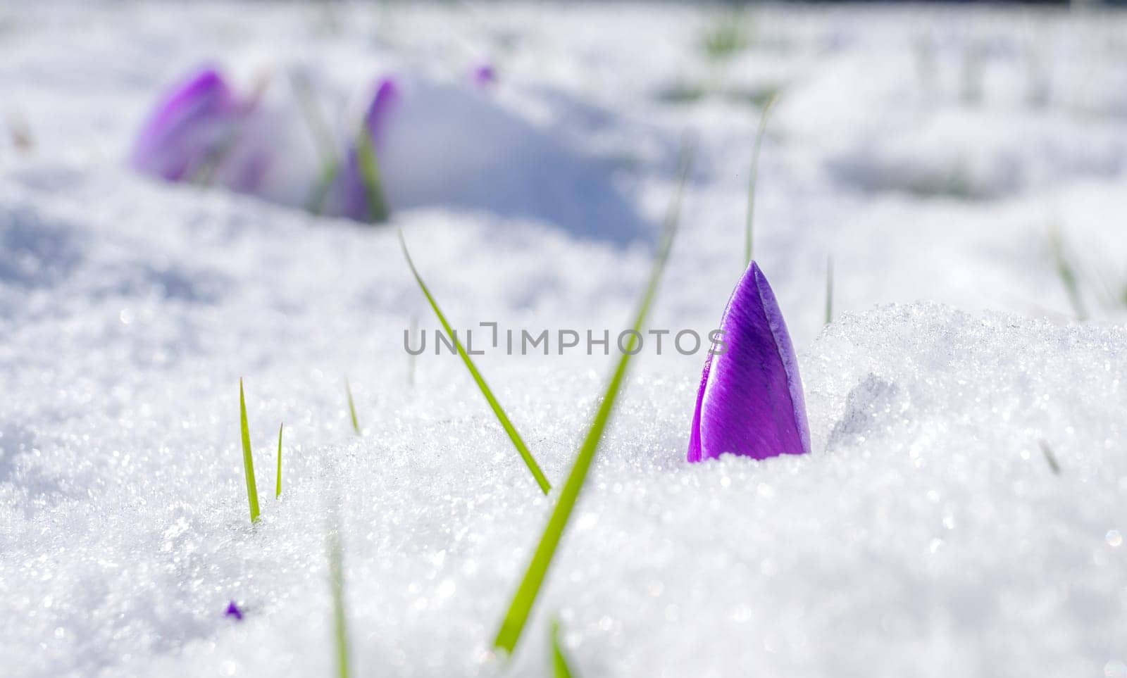 blooming crocusses covered with a fresh layer of march snow