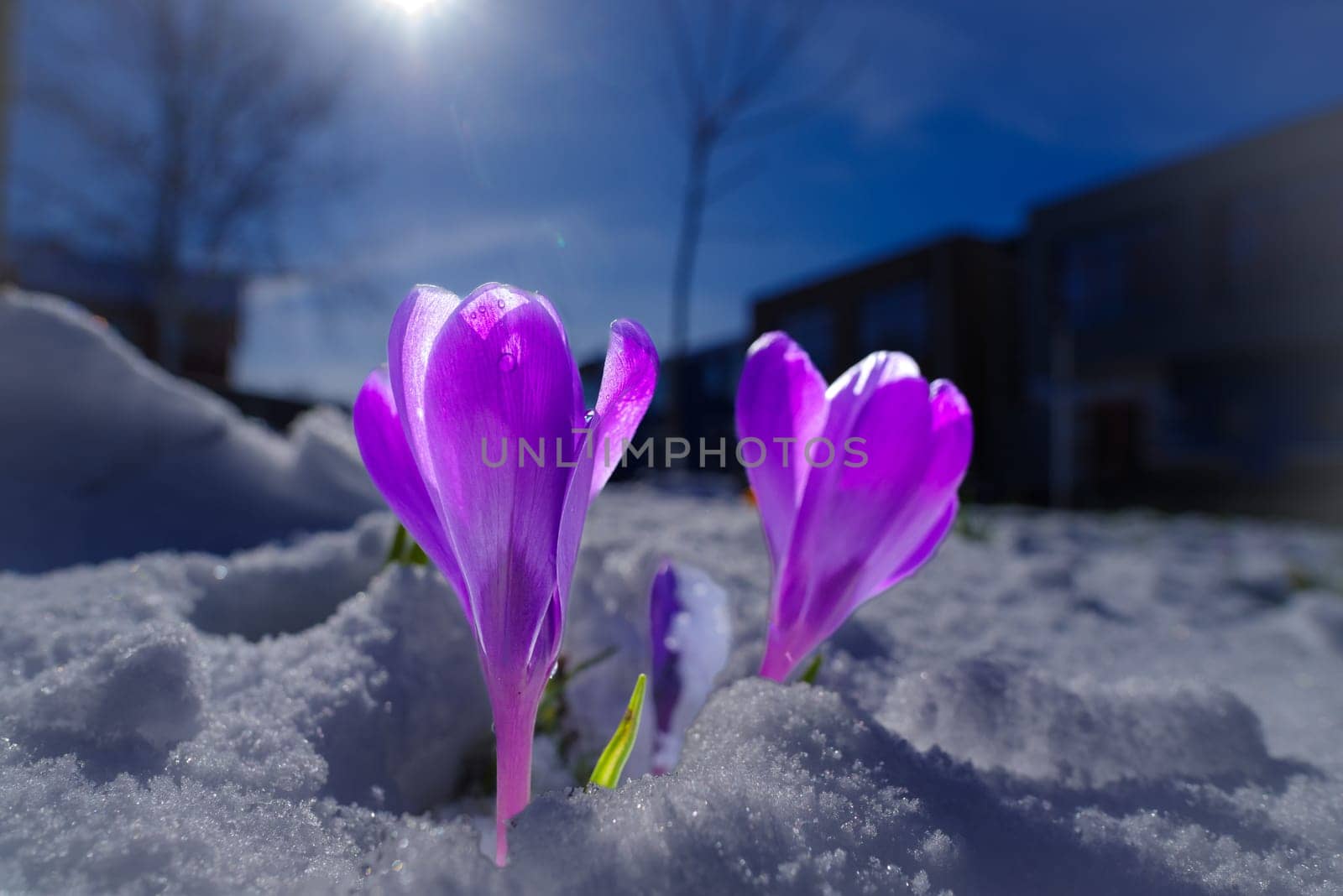 blooming crocusses covered with a fresh layer of march snow