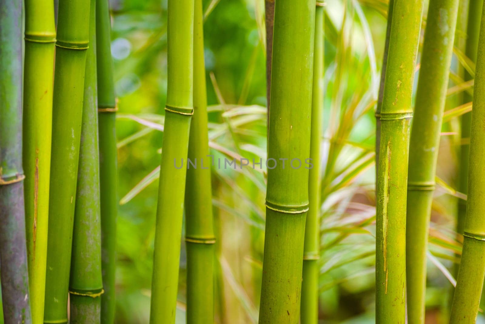 closeup of some bamboo branches