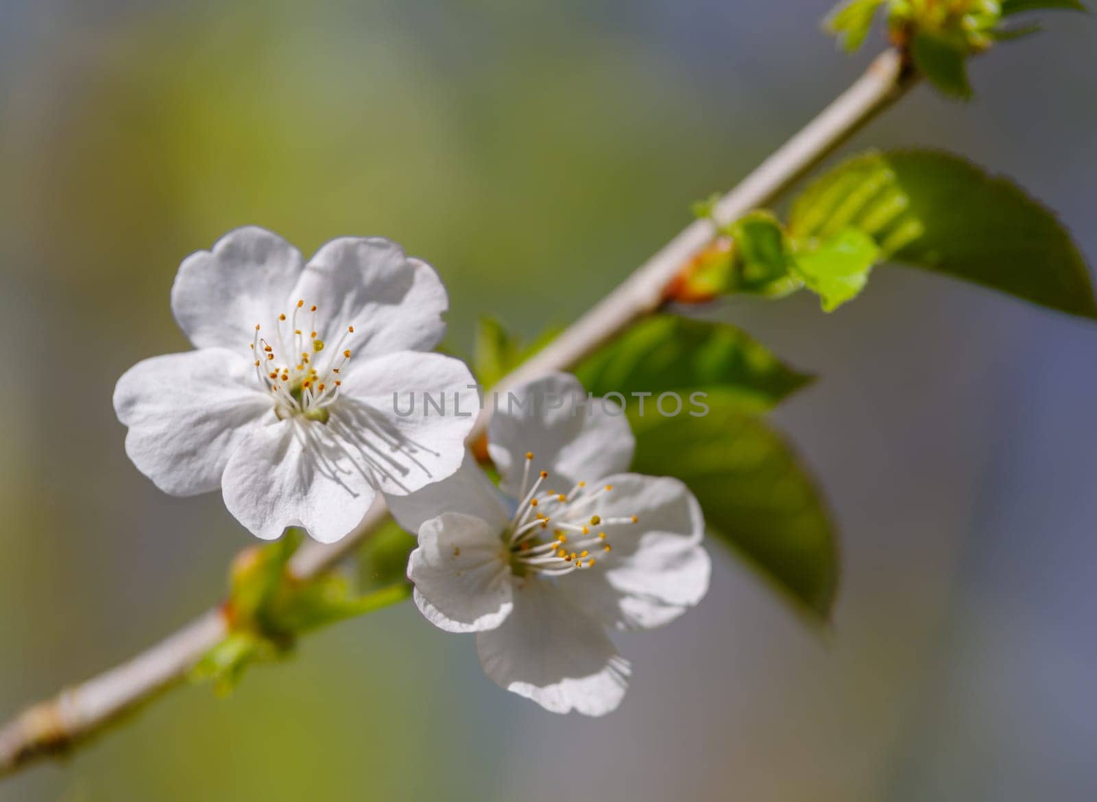 beautiful white fruit tree blossoms closeup