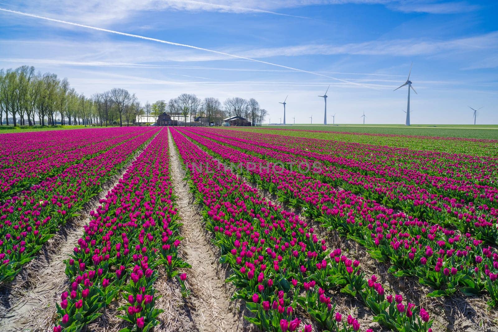 field with blooming tulips in the netherlands