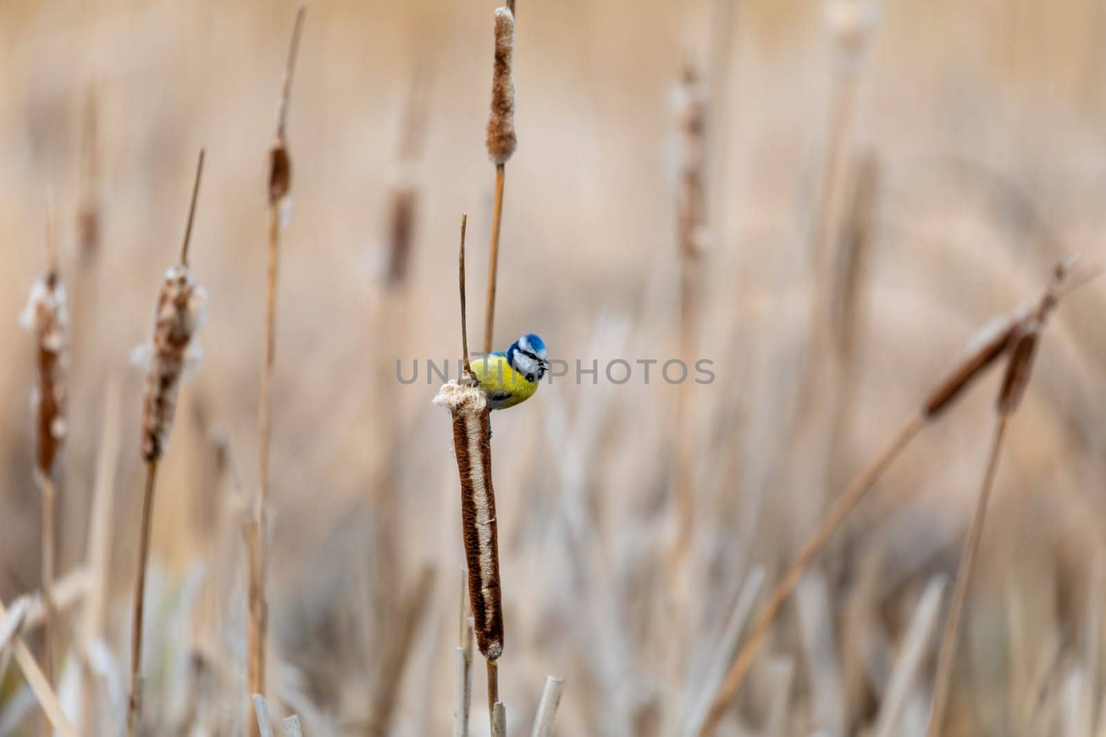 Common bird, Eurasian blue tit, (Cyanistes caeruleus), in the nature on spring, perched on reed. Czech Republic wildlife