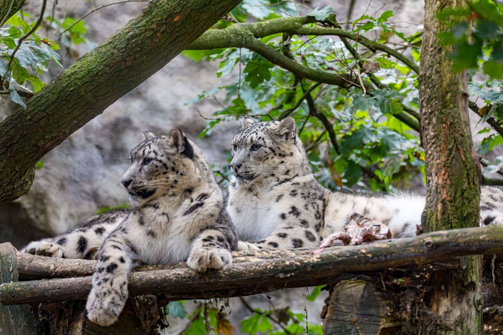 Couple of snow leopard (Panthera uncia), beautiful wild big cat, native to the mountain ranges of Central and South Asia