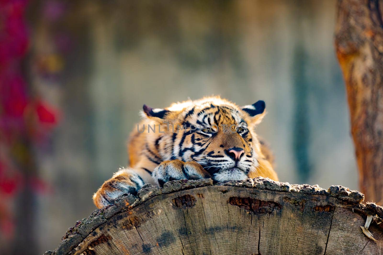 Sumatran tiger (Panthera tigris sumatrae), rare tiger subspecies that inhabits the Indonesian island of Sumatra