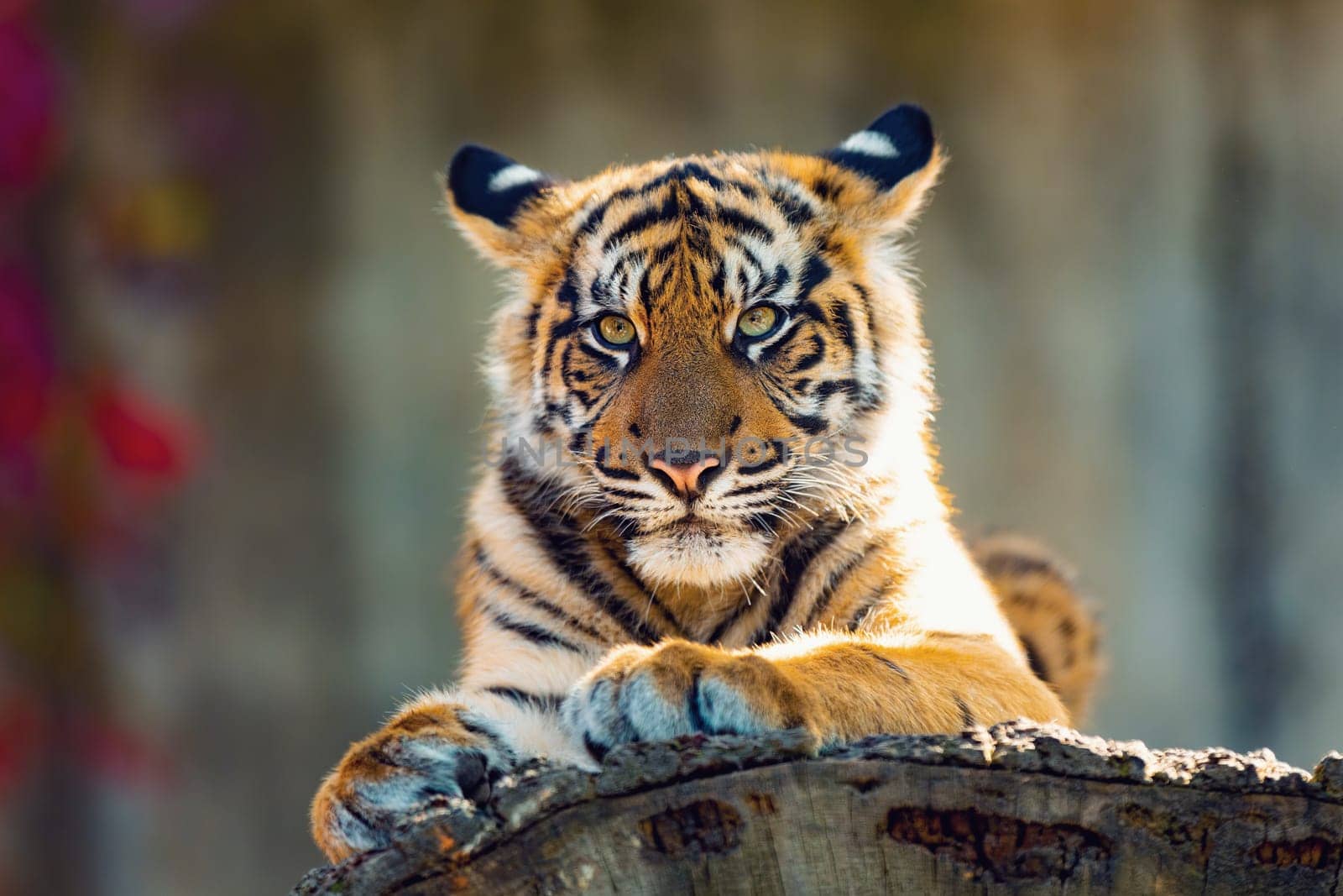 Sumatran tiger (Panthera tigris sumatrae), rare tiger subspecies that inhabits the Indonesian island of Sumatra