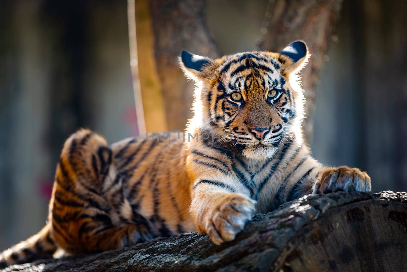 Sumatran tiger (Panthera tigris sumatrae), rare tiger subspecies that inhabits the Indonesian island of Sumatra