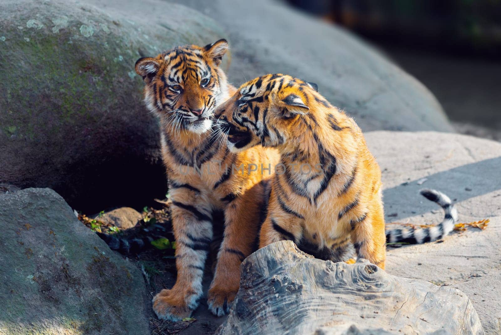 Sumatran tiger (Panthera tigris sumatrae) kitten, rare tiger subspecies that inhabits the Indonesian island of Sumatra