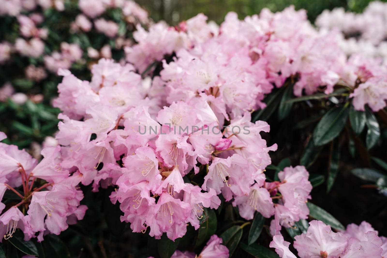 Flowering pink Rhododendron principis is an evergreen shrub growing 2 to 6 m tall with leathery leaves and pink flowers.