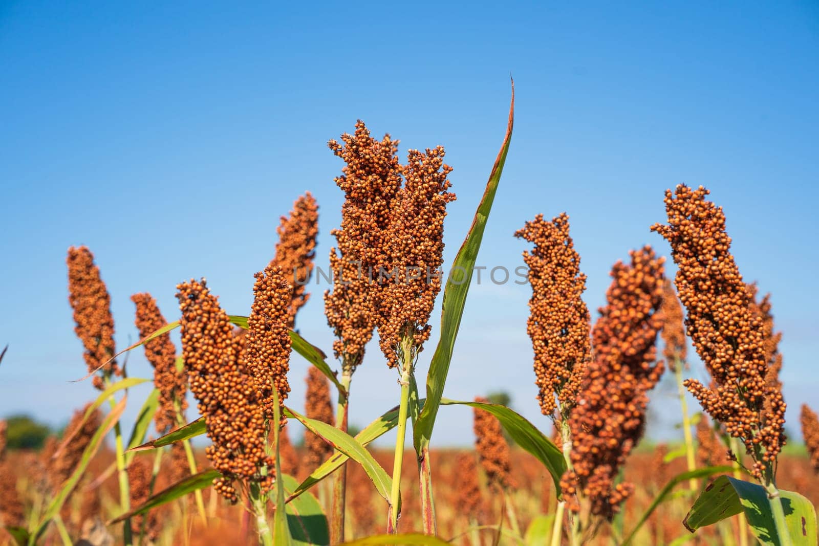 Sorghum or Millet field agent blue sky background