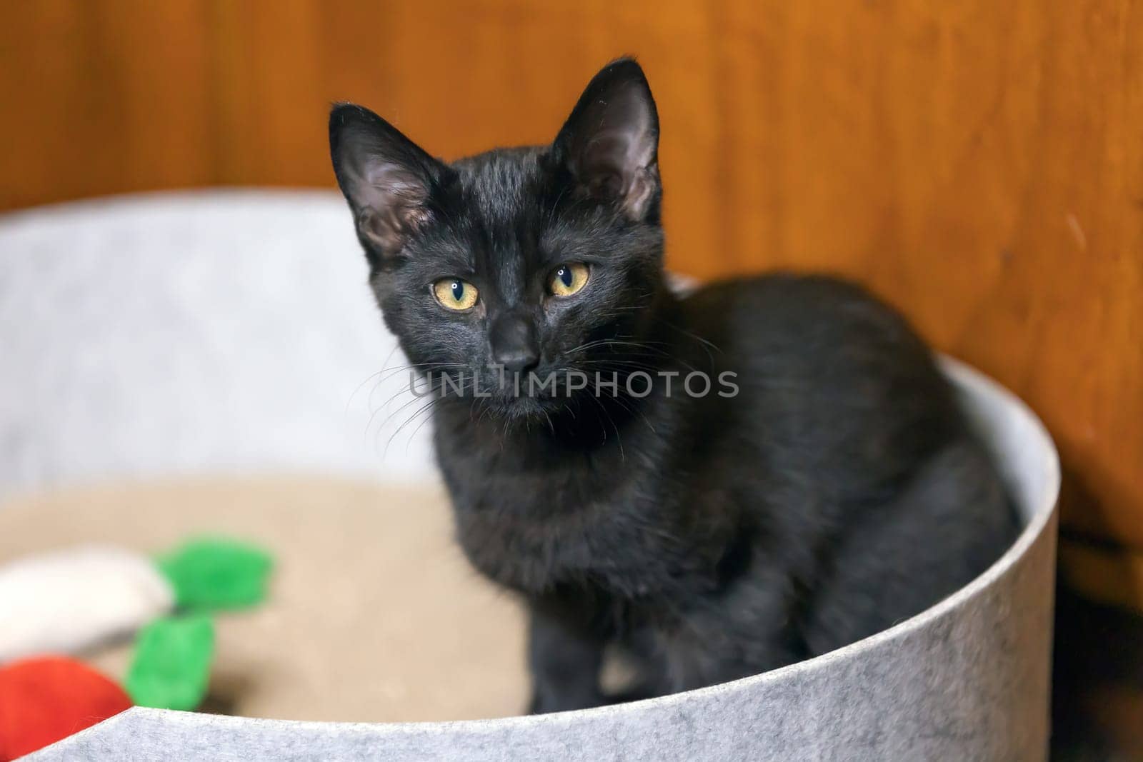 Black Baby kitten sitting in Basket and looking at camera.