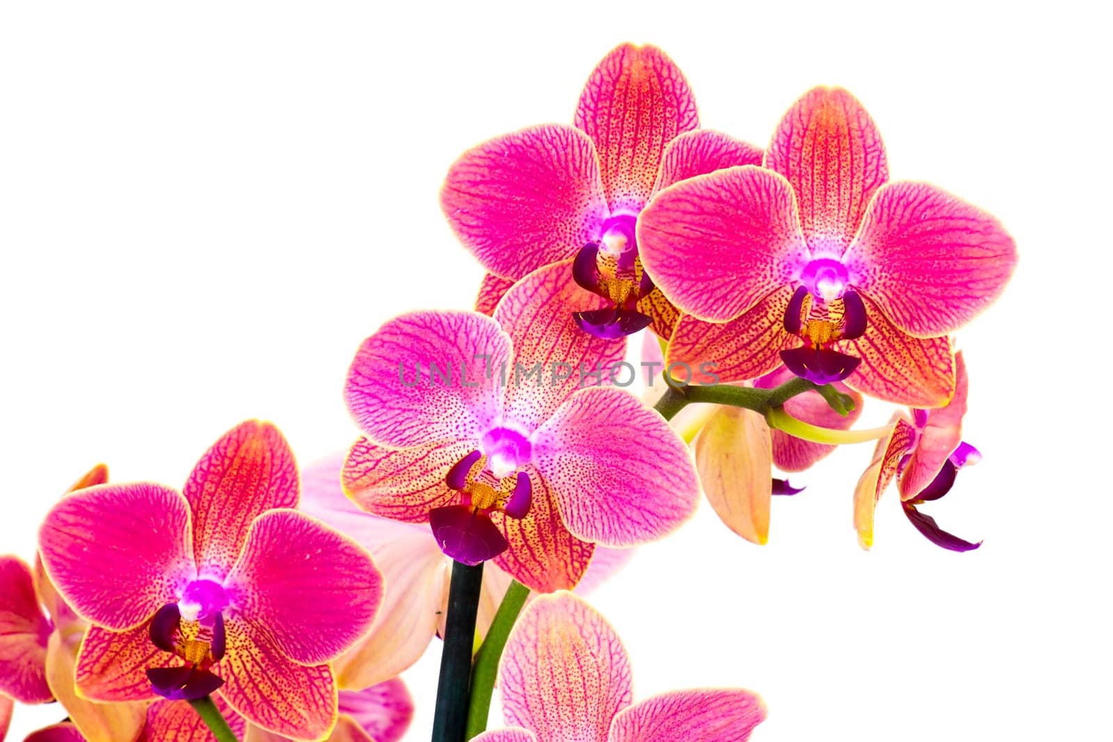 Beautiful orchid flowers - phalaenopsis on white background