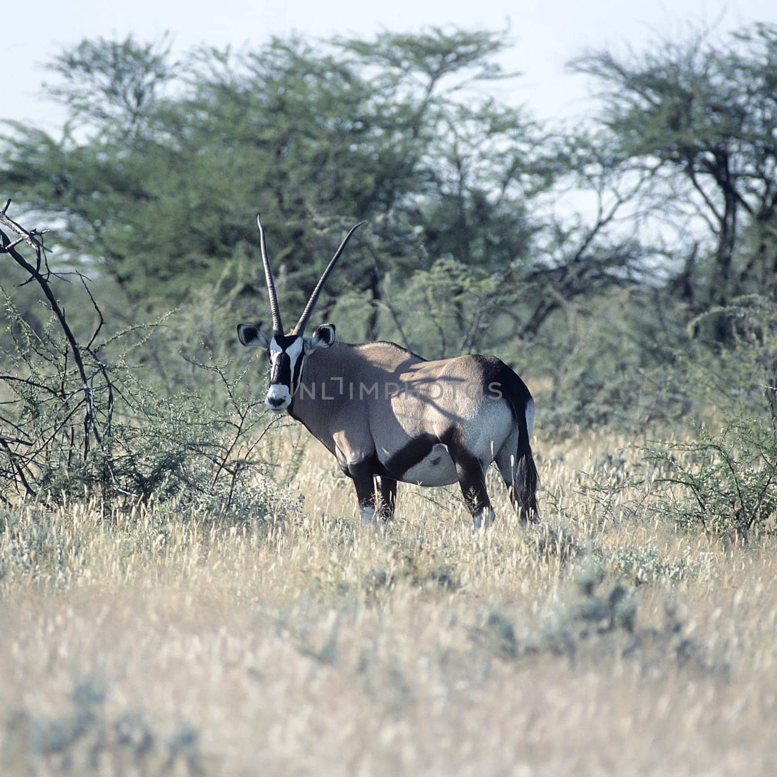 Gemsbok, (Oryx gazella), Africa, Namibia, Oshikoto, Etosha National Park