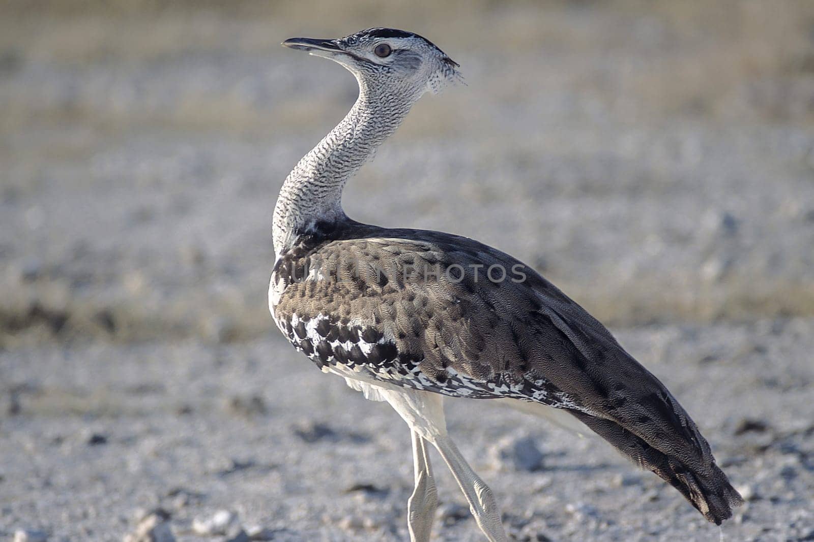Kori Bustard, (Ardeotis kori), Africa, Namibia, Oshikoto, Etosha National Park
