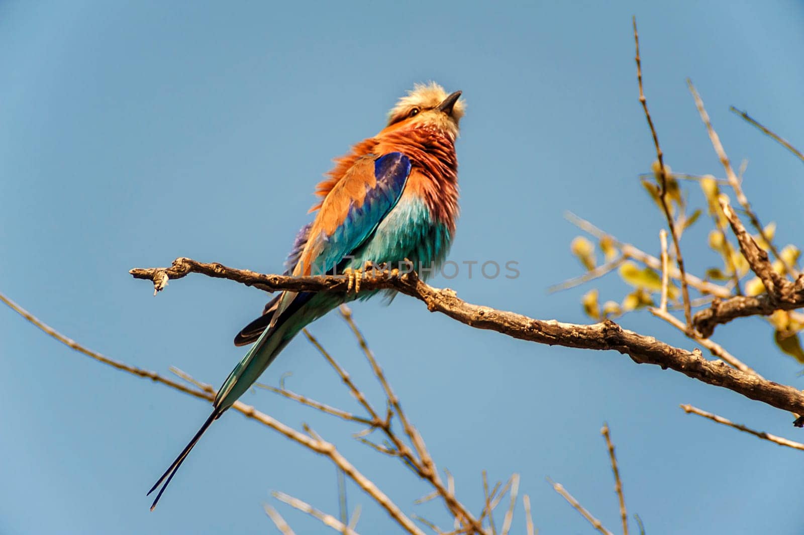 Lilacbreasted Roller (Coracias caudata) South Africa, Mpumalanga, Timbavati Nature Reserve