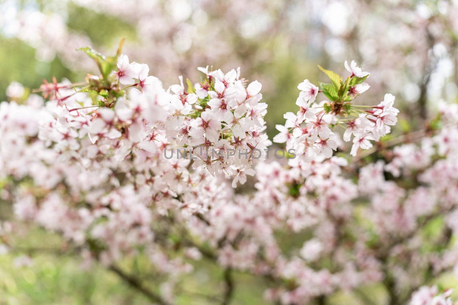 Selective focus of the Japanese cherry blossom tree Prunus nipponica Miyabe M.Hiroe Brilliant.