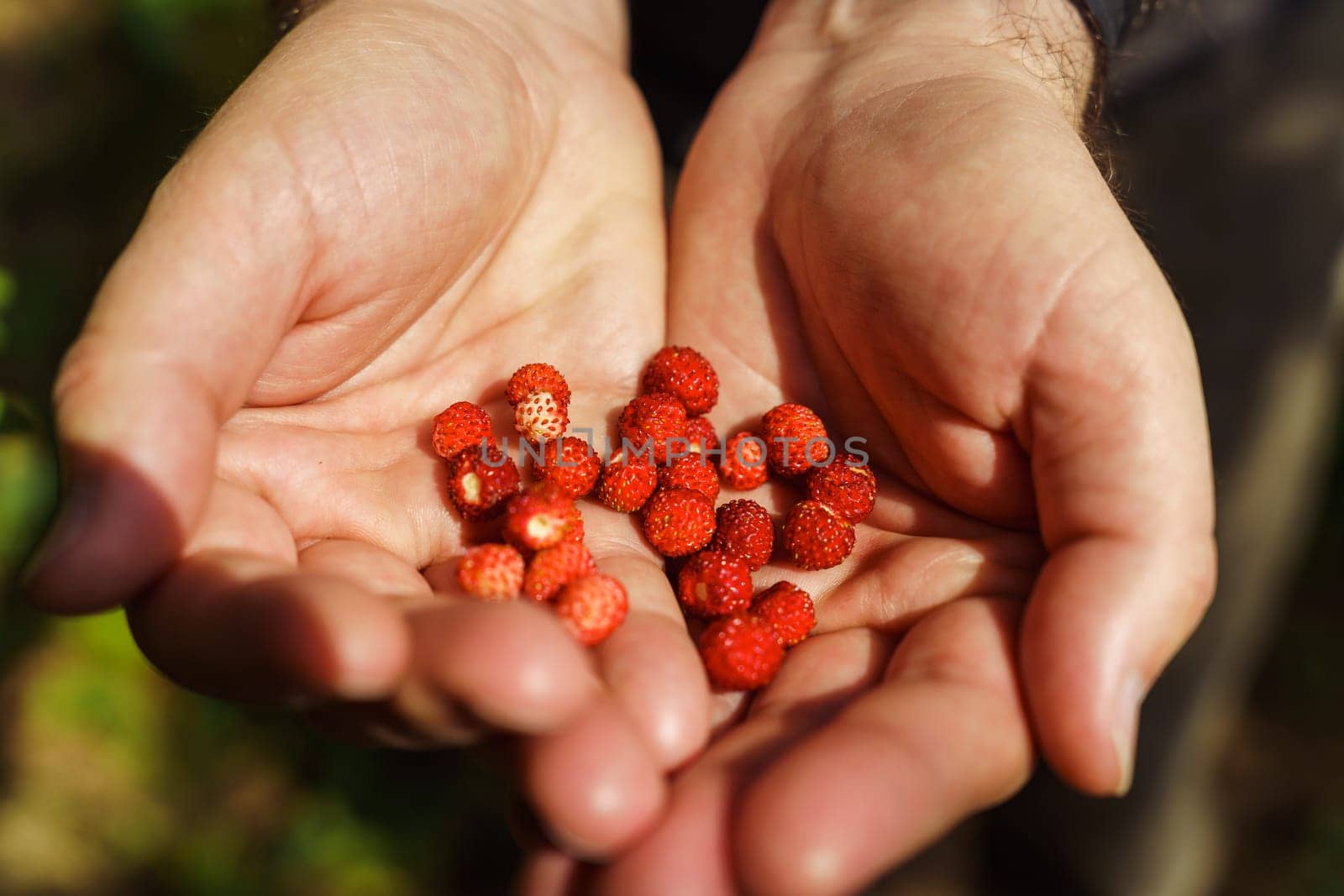 A handful of red fresh freshly picked wild strawberries in men's hands. Fragaria vesca, commonly called the wild strawberry, woodland strawberry, Alpine strawberry, Carpathian strawberry or European strawberry.