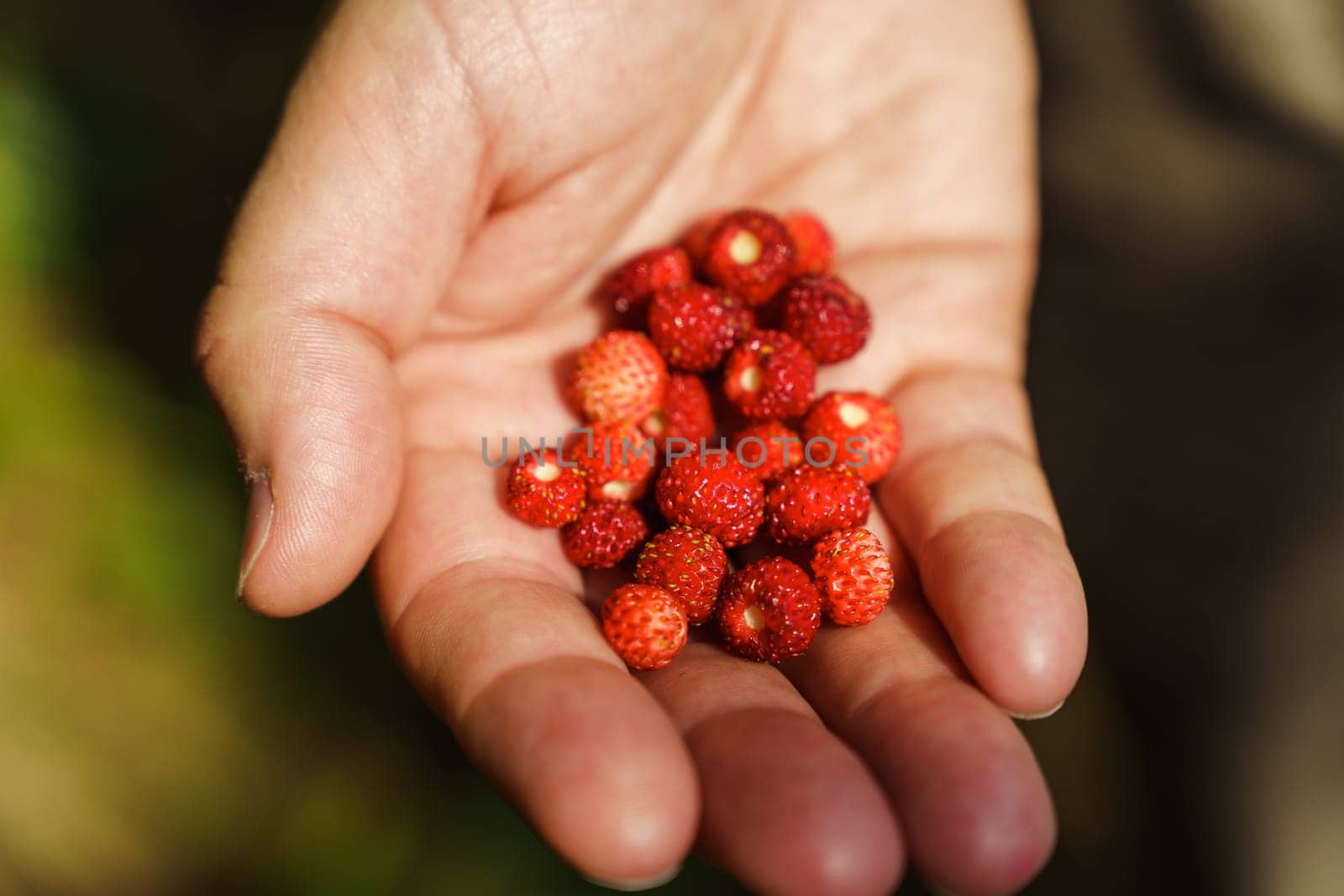 A handful of ripe red fresh wild strawberries in a man's hand.. Fragaria vesca, commonly called the wild strawberry, woodland strawberry, Alpine strawberry, Carpathian strawberry or European strawberry.