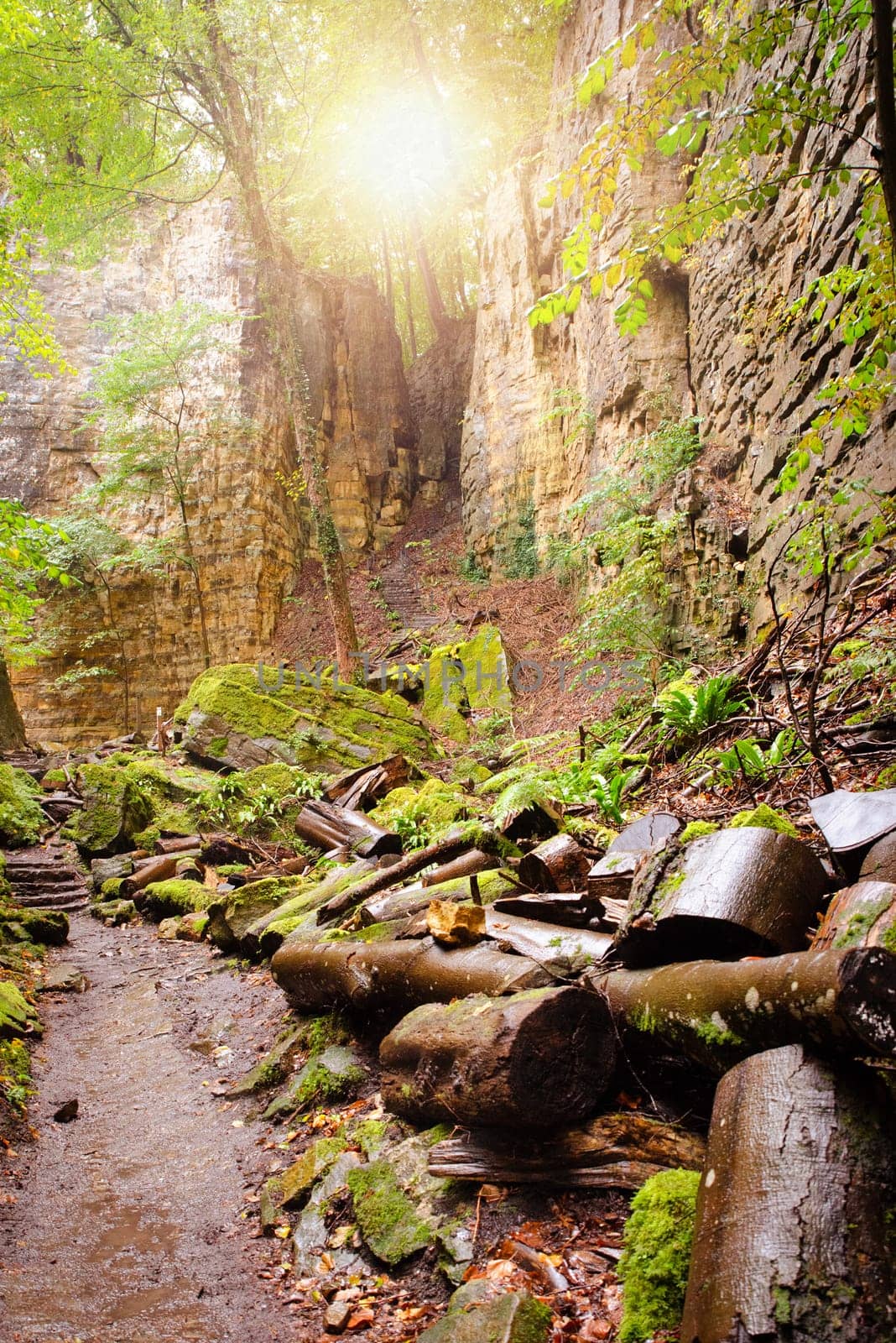 Mullerthal trail in Luxembourg between Echternach and Berdorf, hiking through a forest with sandstone rock formations