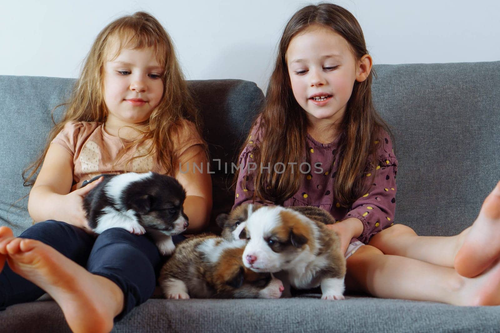 Softness. Charming girls with long loose hair are sitting on couch stroking several Welsh corgi puppies and giving them names. Children and dogs. Positive emotions. Responsibility education.