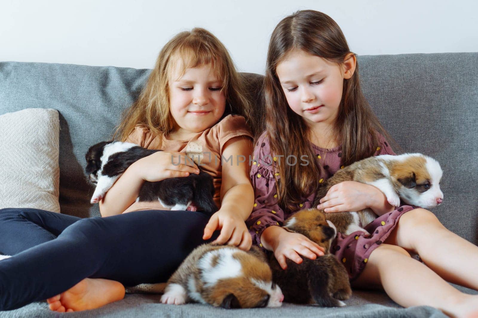 Children and dogs. Two charming girls with long hair are sitting on sofa holding in their arms and stroking several velshkorgi puppies. Love and happiness. Positive emotions. Wonderful childhood.