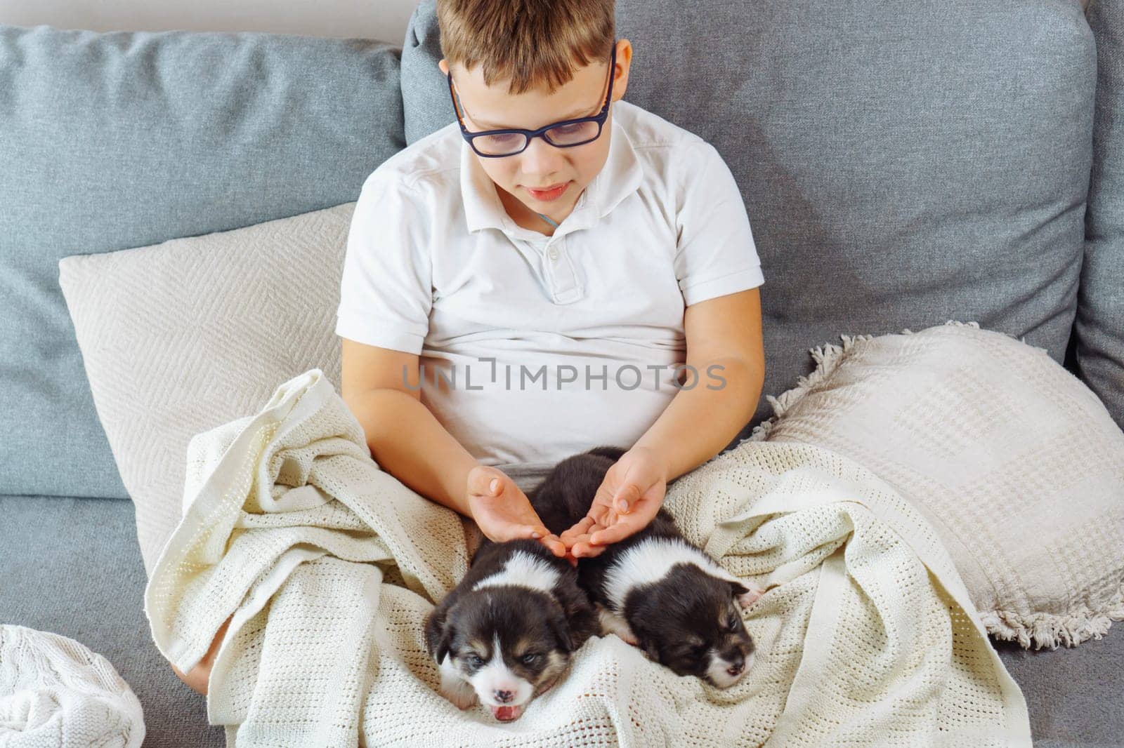 Little adorable Welsh corgi puppies are lying on blanket on lap of teenage boy, he gently touches them with his palms. Happy childhood. Caring for and caring for pets. Love and friendship. Top view