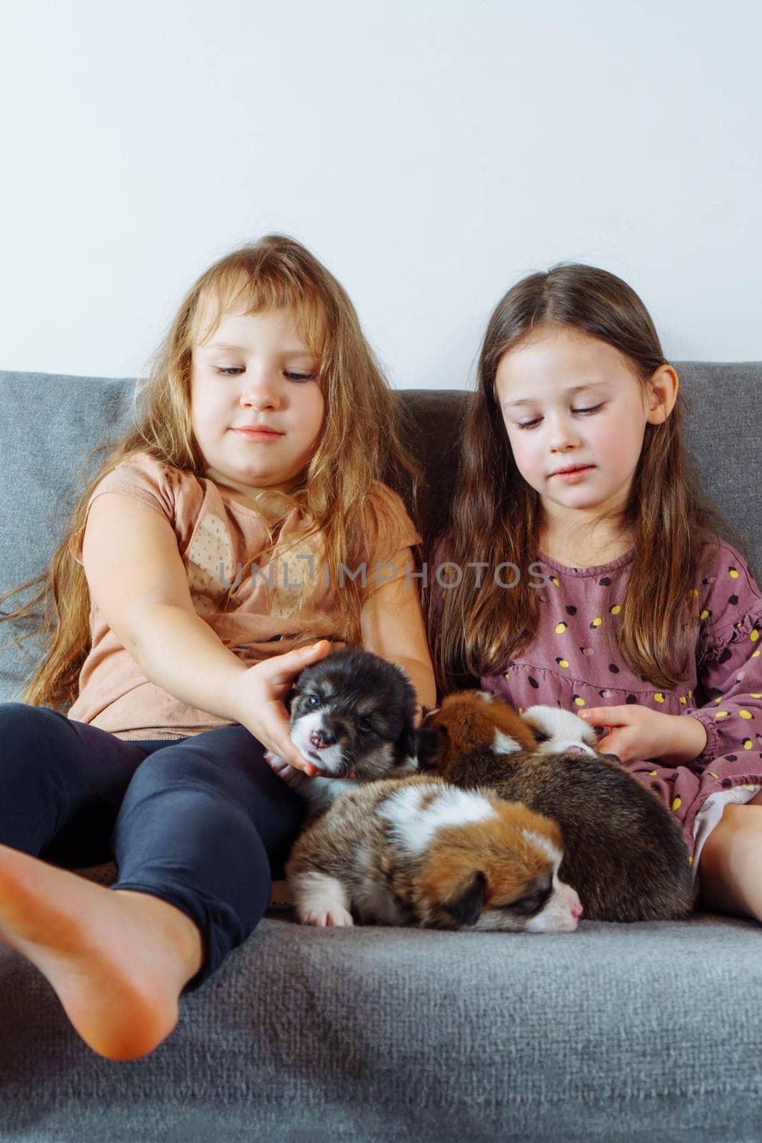 Happy childhood. Two charming girls with long hair are sitting on sofa holding in their arms and stroking several velshkorgi puppies. Children and dogs. Positive emotions. Responsibility education.