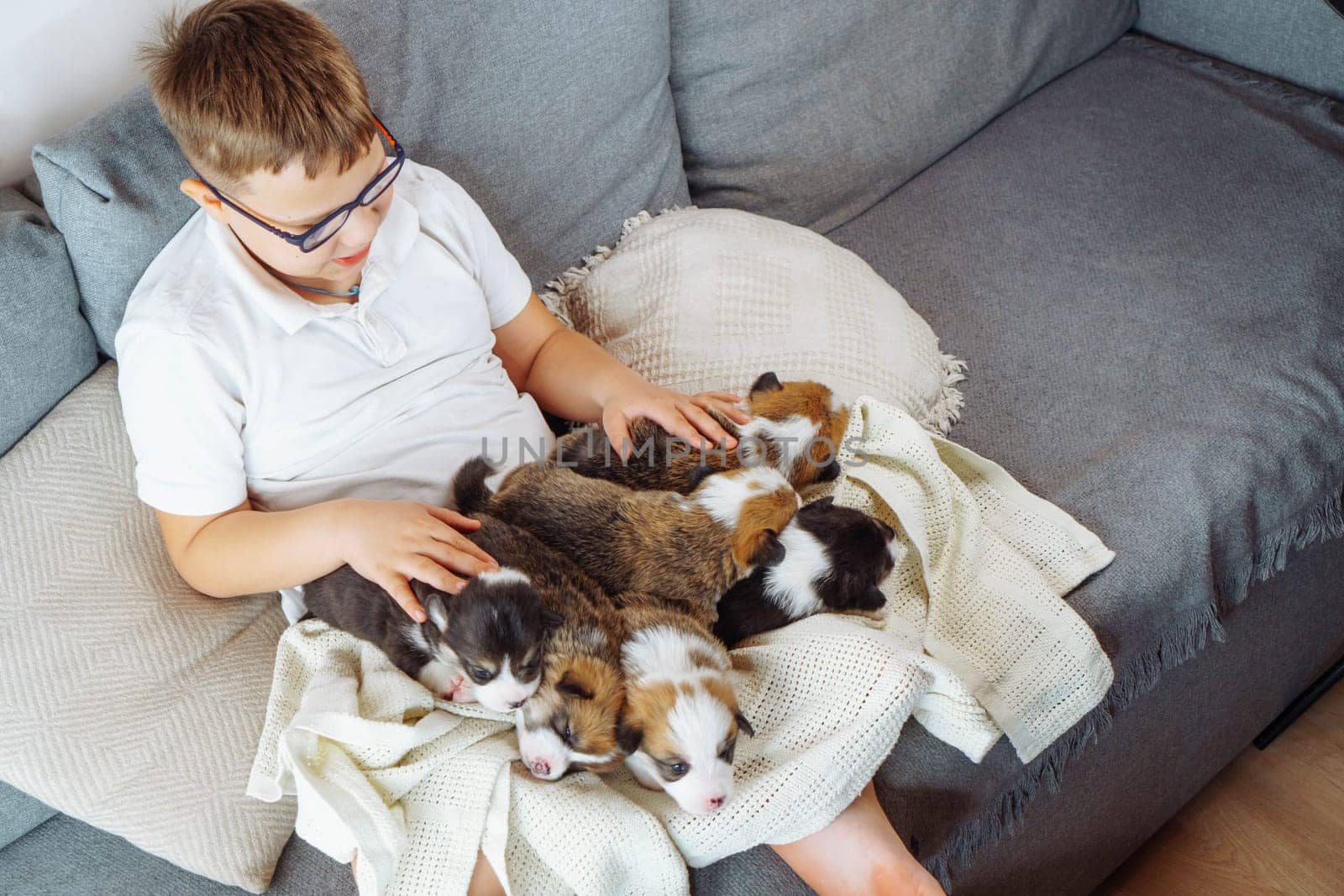 Group of Welsh corgi puppies is lying on lap of teenage boy in T-shirt, glasses, he is sitting at home on couch. Happy childhood. Caring for and caring for pets. Love and friendship. Top view.