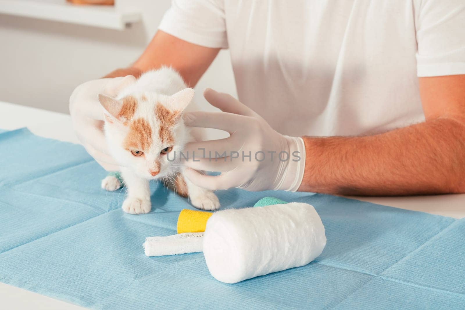 Hands of male veterinarian in gloves hold white and ginger kitten on table for medical examination