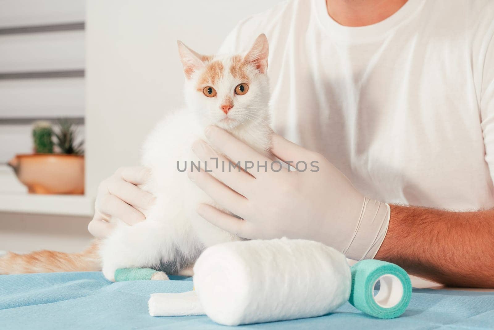 Hands of male veterinarian in gloves hold white and ginger kitten on table for medical examination