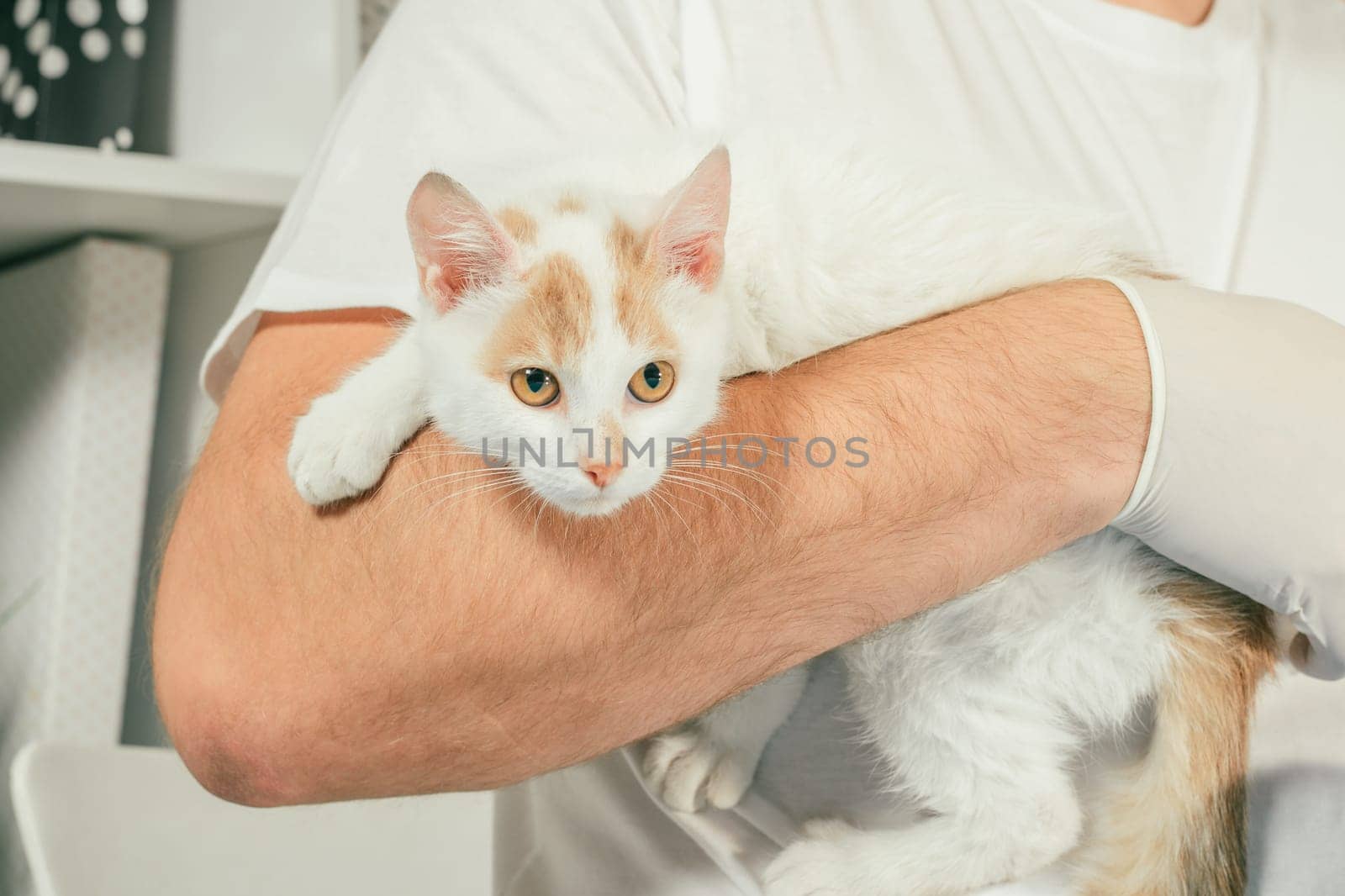 Male veterinarian in gloves and T-shirt holds white and ginger kitten in his arms for medical examination