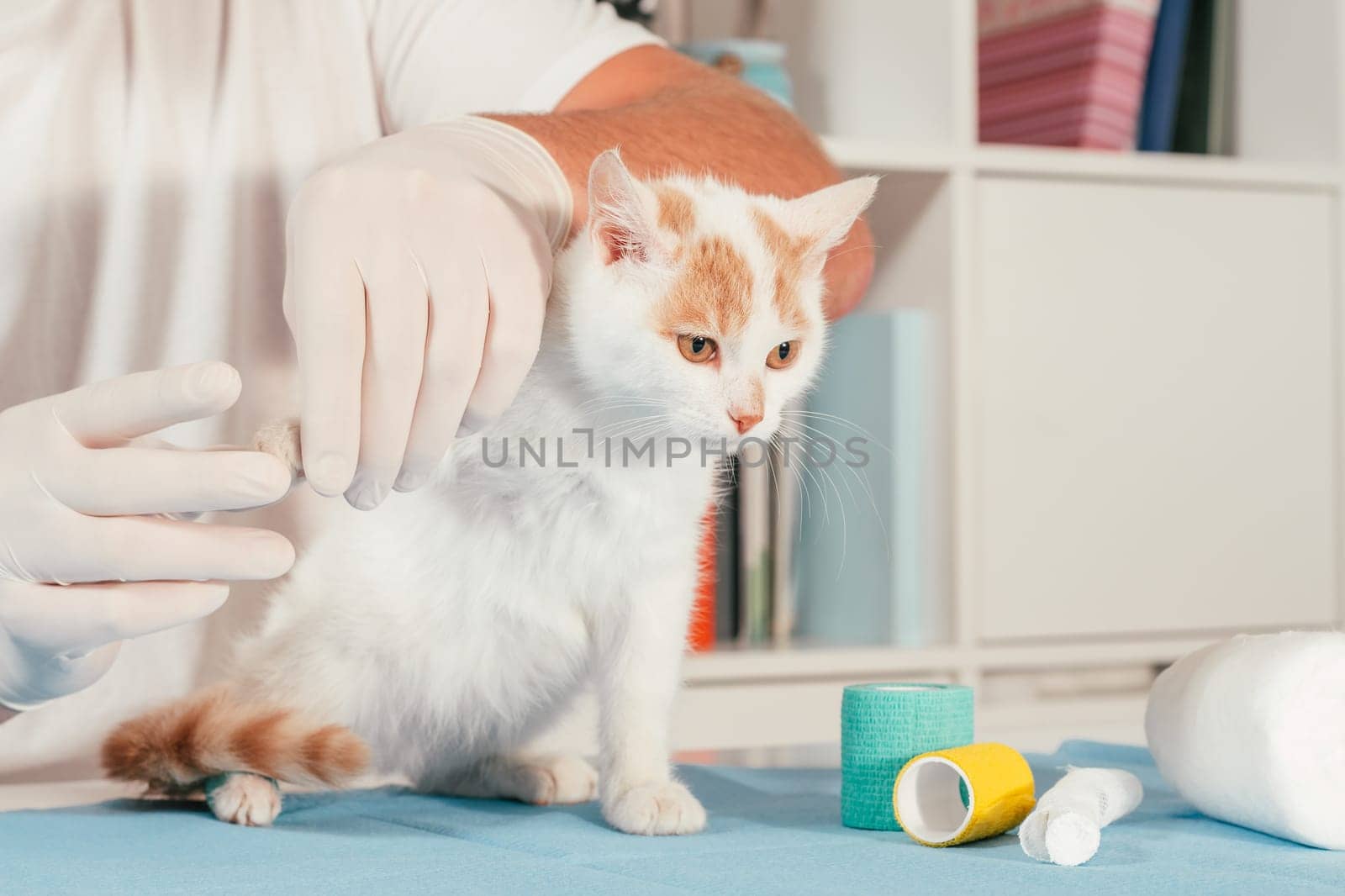 Hands of male veterinarian in gloves hold white and ginger kitten on table for medical examination