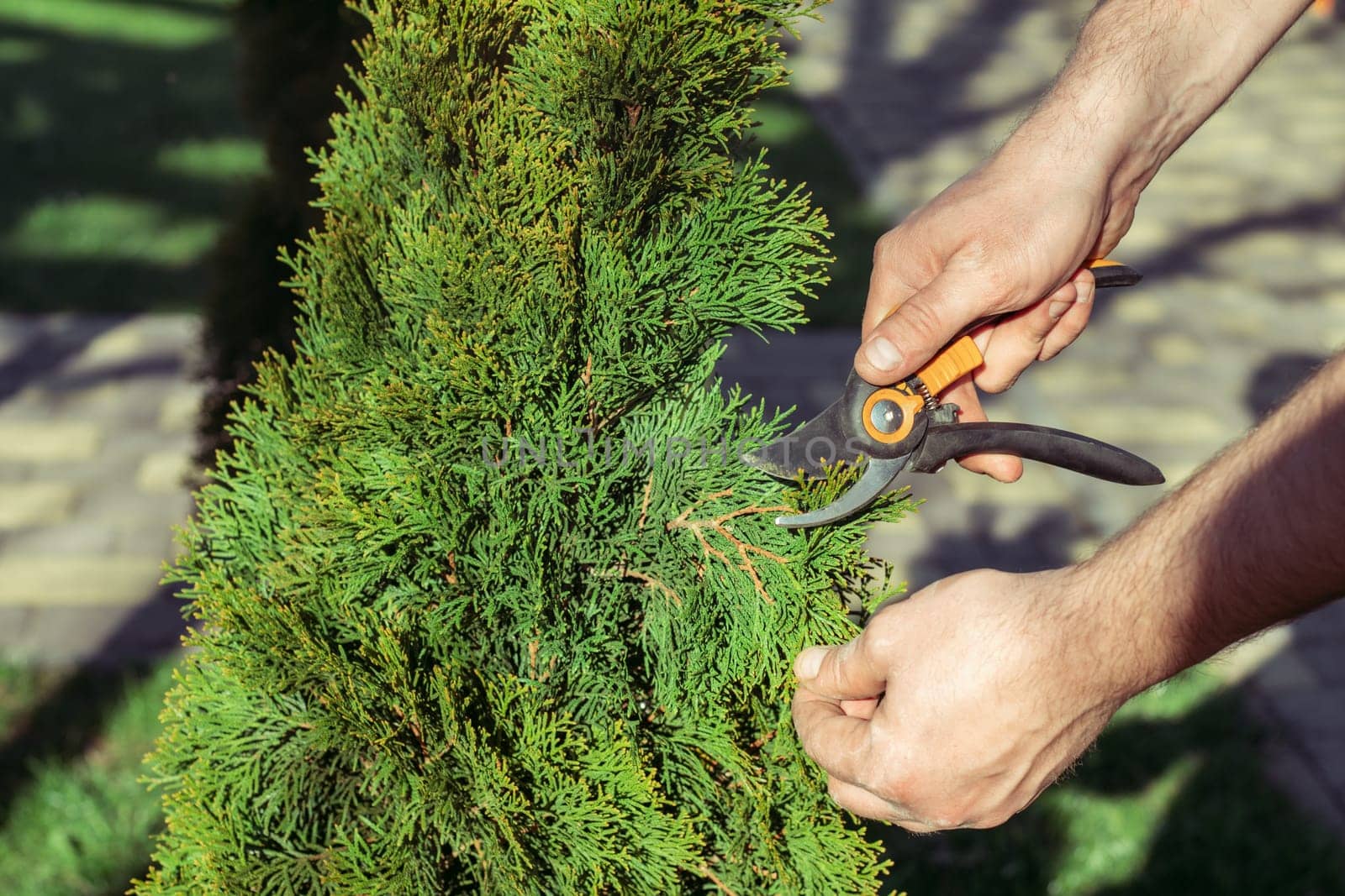 Hands of man who cuts thuja branches with a pruner in garden in sunlight