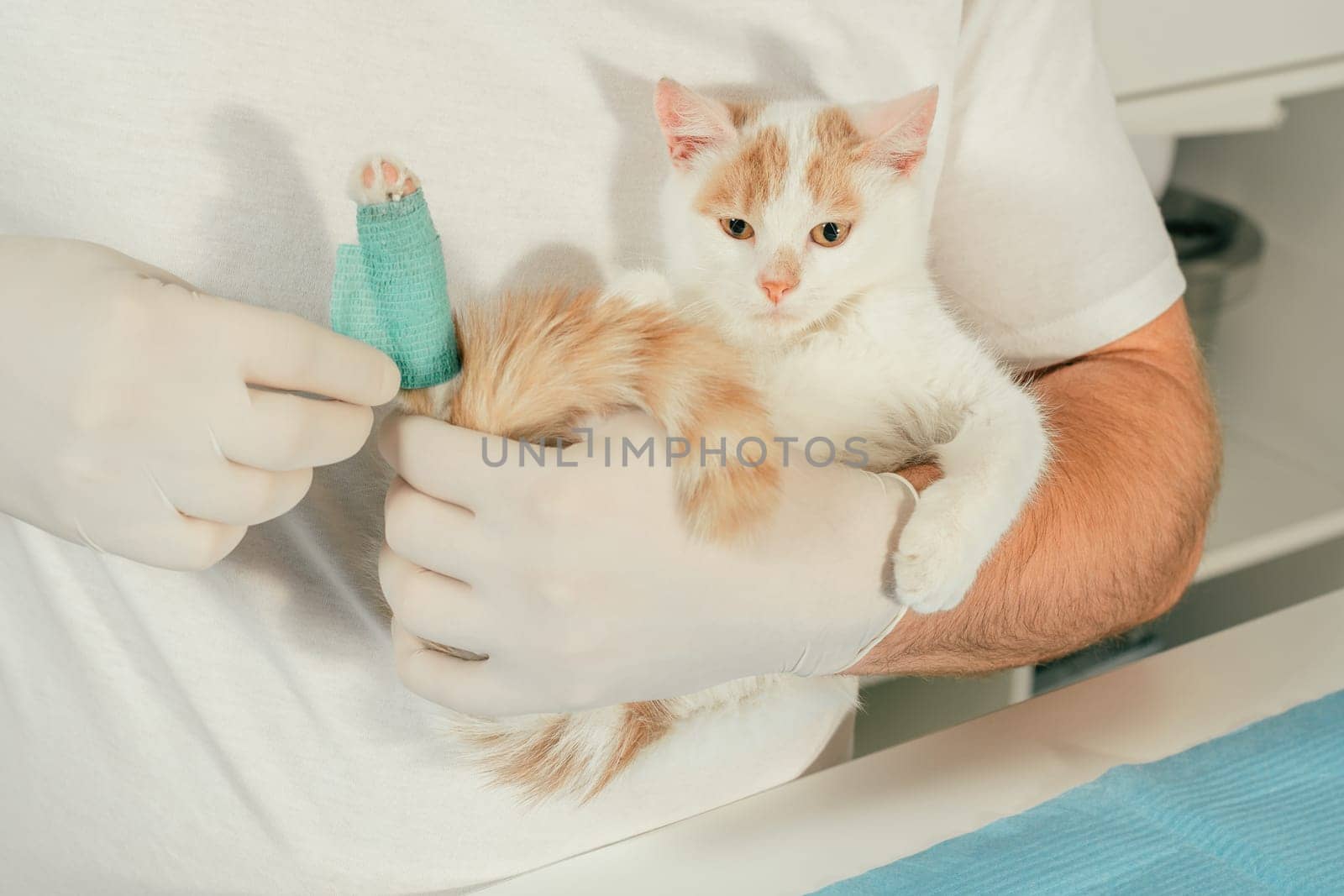 Hands of male veterinarian in gloves hold white and ginger kitten in his arms and bandaging injured paw with green self-fixing bandage