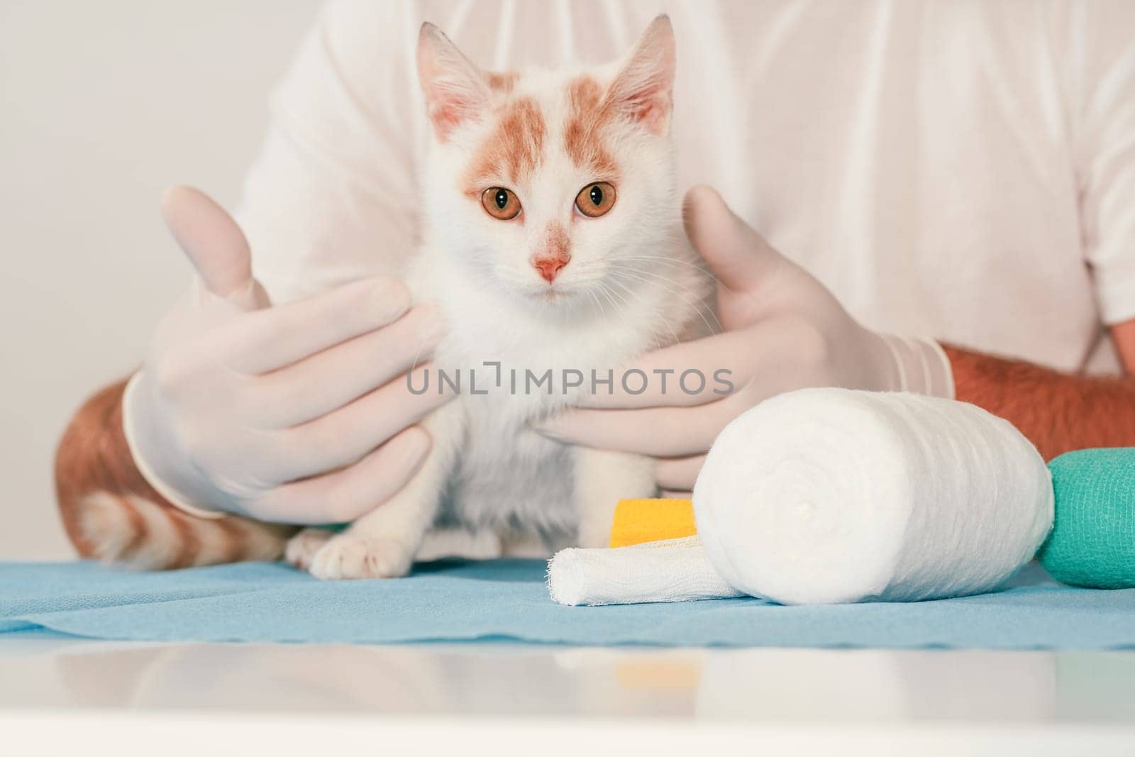 Hands of male veterinarian in gloves hold white and ginger kitten on table for medical examination