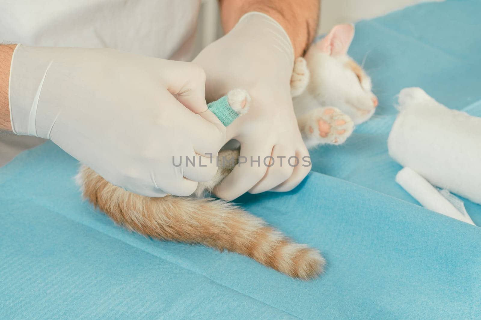 Hands of male veterinarian in gloves hold white and ginger kitten on table for medical examination and bandaging injured paw with green self-fixing bandage