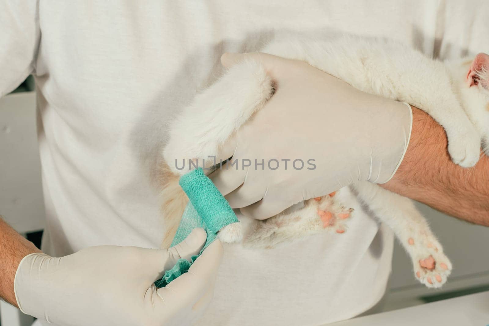 Hands of male veterinarian in gloves hold white and ginger kitten in his arms and bandaging injured paw with green self-fixing bandage